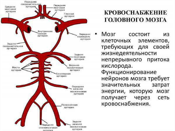 Уздг сосудов головного мозга и брахиоцефальных артерий