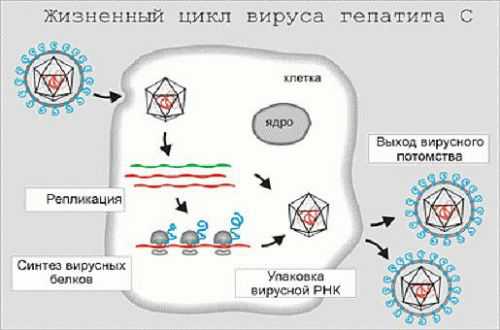 Вирусная нагрузка при гепатите с расшифровка таблица