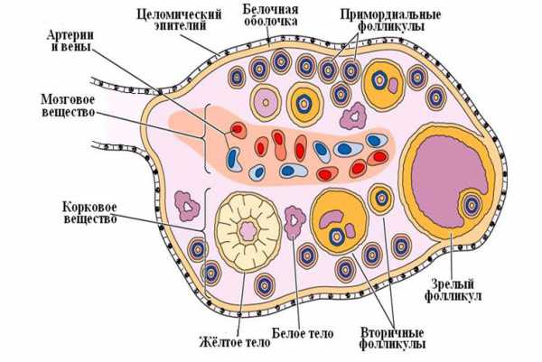 Желтое тело размеры